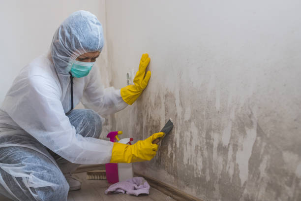 Best Black Mold Removal  in Rose Hills, CA