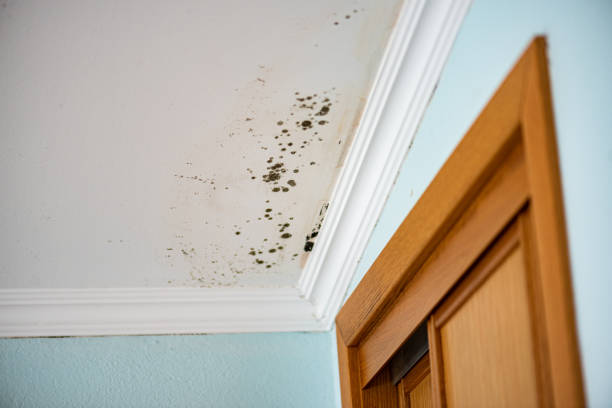 Best Mold Testing  in Rose Hills, CA