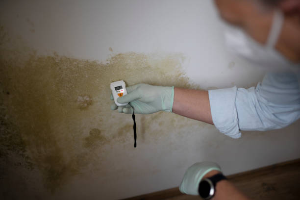 Mold Testing and Removal in Rose Hills, CA