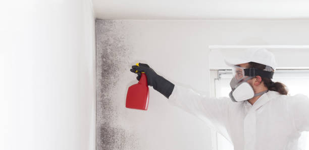 Best Mold Cleaning Services  in Rose Hills, CA