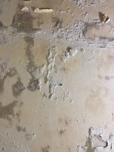 Best Fast Mold Removal  in Rose Hills, CA