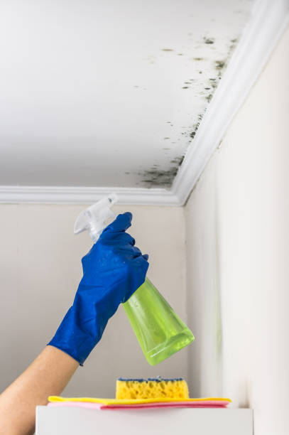 Best Home Mold Removal  in Rose Hills, CA