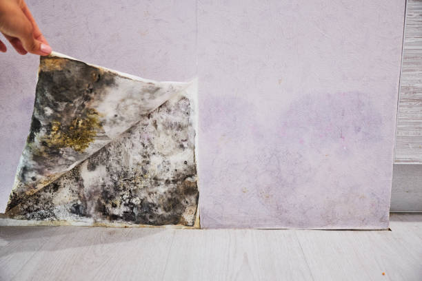 Best Mold Testing and Removal  in Rose Hills, CA